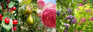 rosiers, arbres fruitiers et arbustes d'ornement