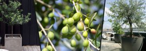 olivier olea europaea